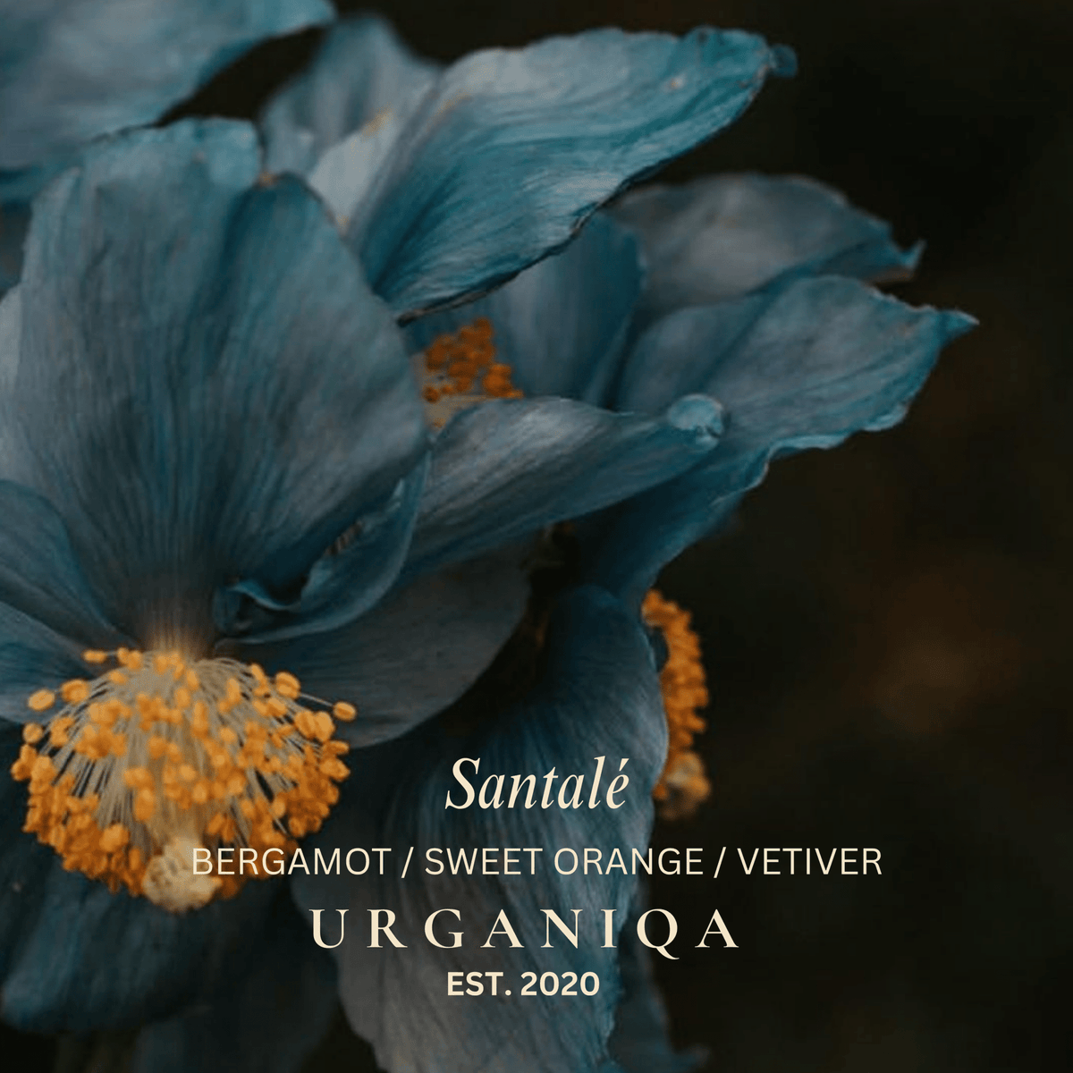 Buy The Essential Balm - Santalé: Gold by Urganiqa - at Hamish + Grace
