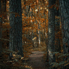 Three More Days Collection Homeware AUTUMN SKY: GARDENIA / BLACK CURRANT / YLANG-YLANG / PATCHOULI / TRUFFLE / WHITE MUSK ROOM SPRAY