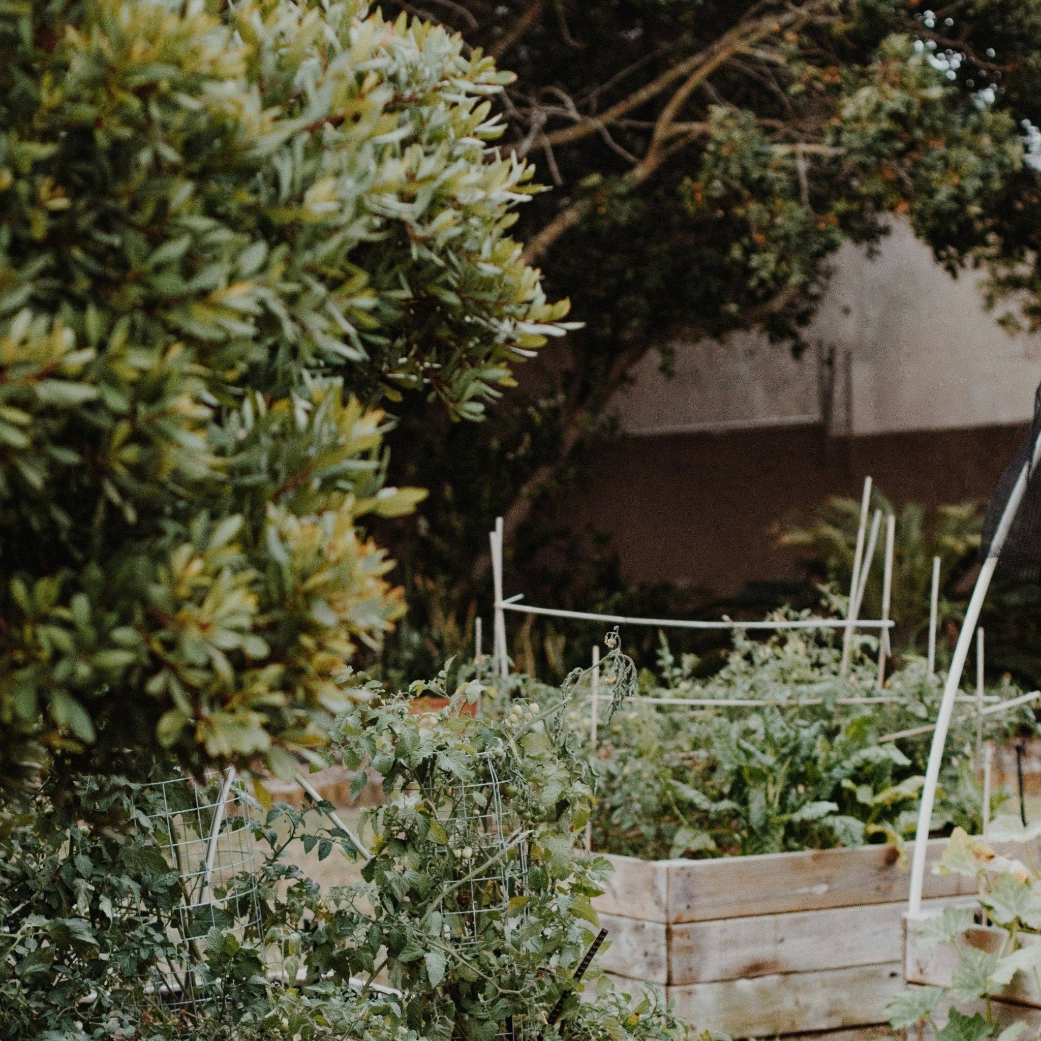 Three More Days Collection Homeware GRANDMA'S GARDEN: WHITE MUSK / BASIL / NEROLI / BERGAMOT AMBER CANDLE 200G