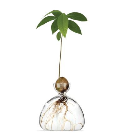 Buy Acorn Vase by Ilex Studio - Clear by Ilex Studio - at Hamish + Grace