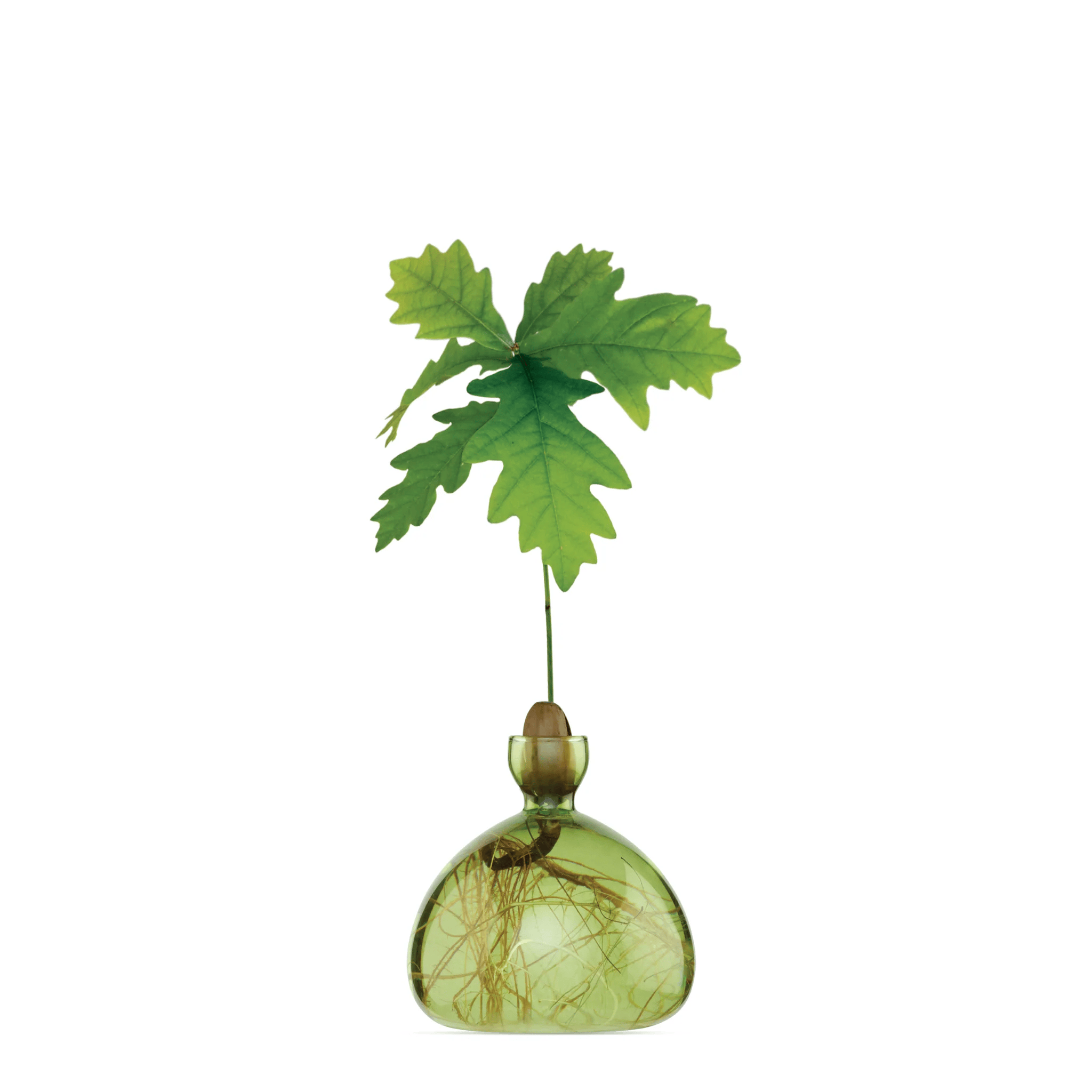 Buy Acorn Vase by Ilex Studio - Grass green by Ilex Studio - at Hamish + Grace