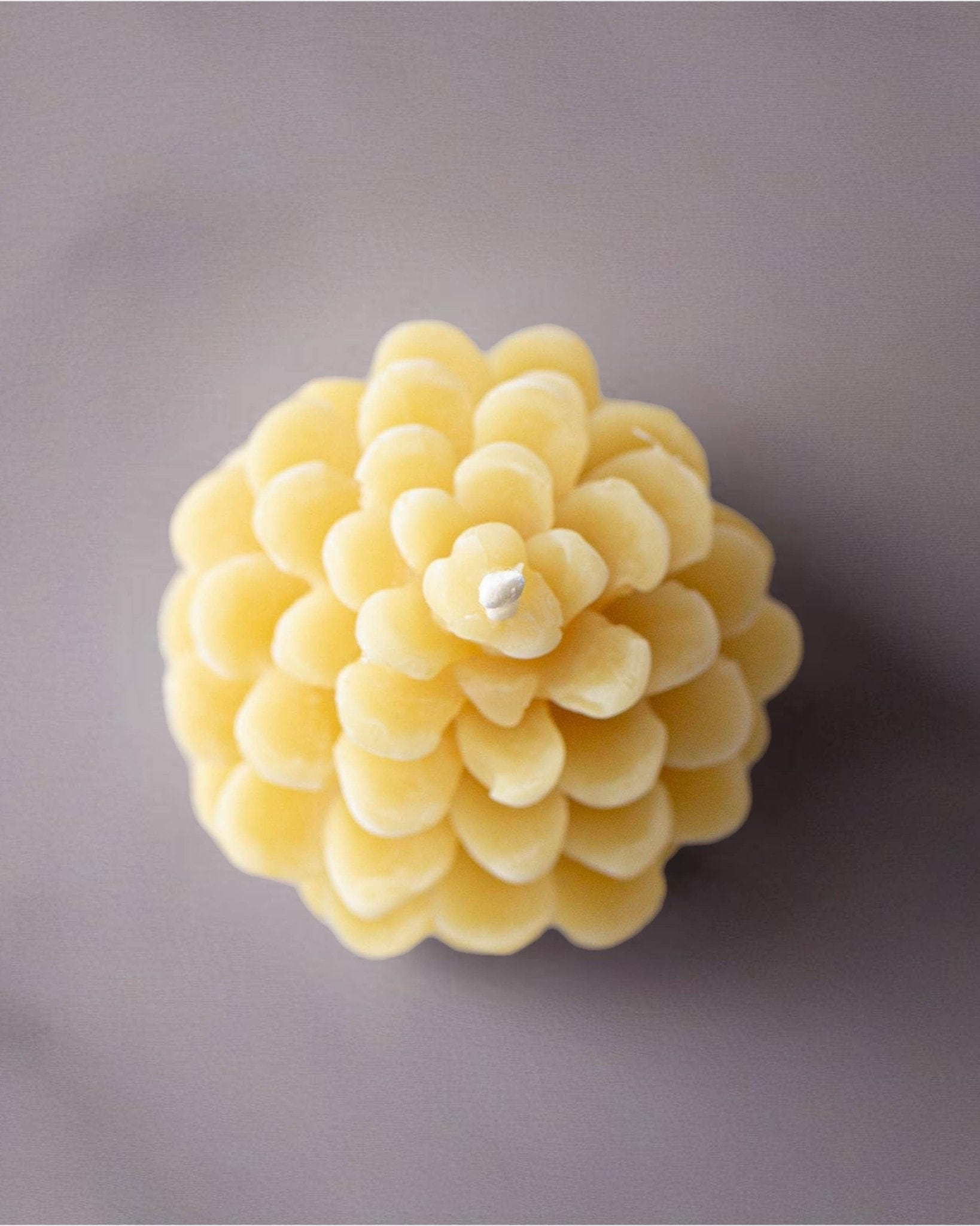 Serenes Beeswax Chandlery Homeware Beeswax Shaped Candle | Pinecone Design
