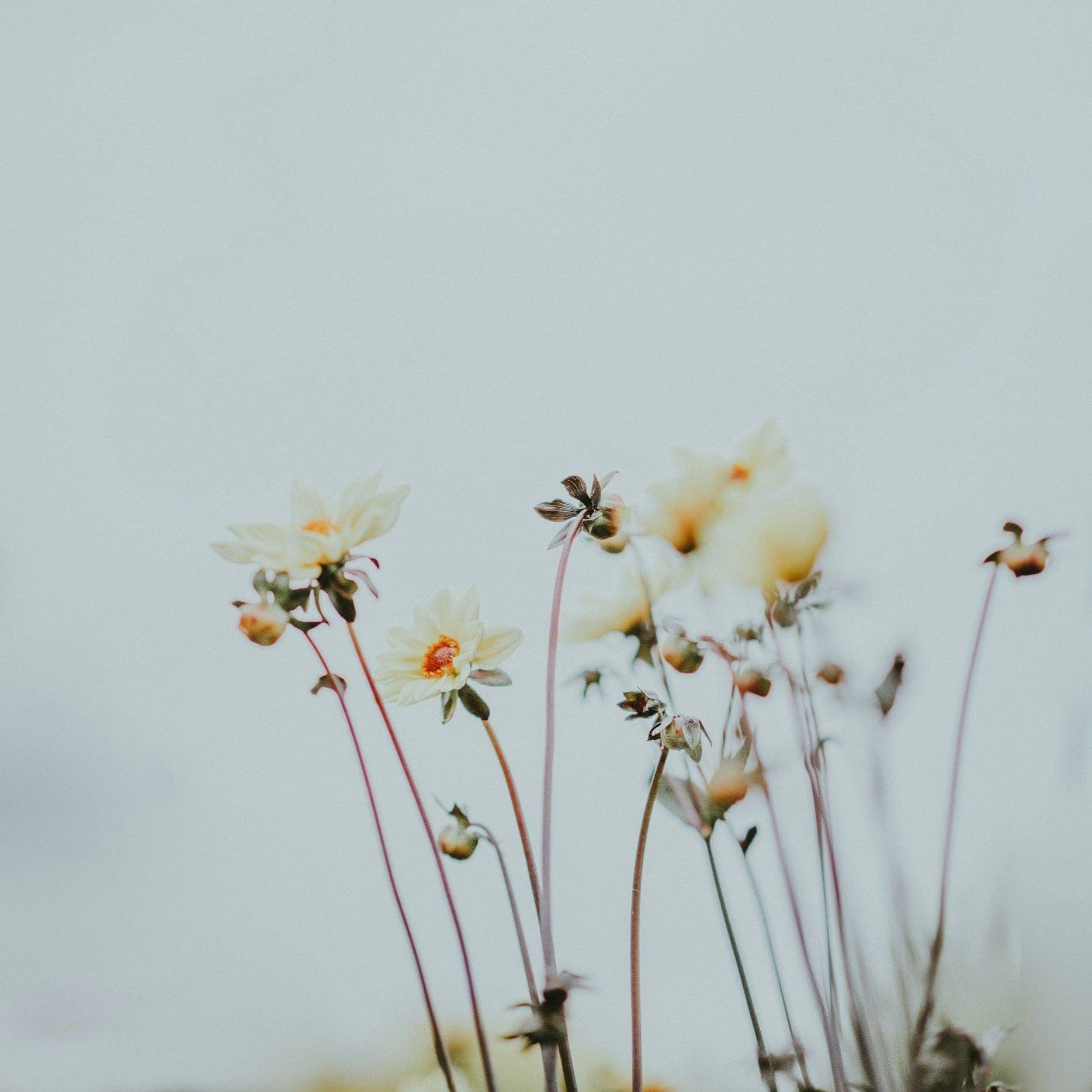 Three More Days Collection Homeware Chakra Incense - Jasmine, Amber, Geranium