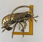 Buy Western Rock Lobster, Bronze Handmade: Gold by Bronze Betty - at Hamish + Grace